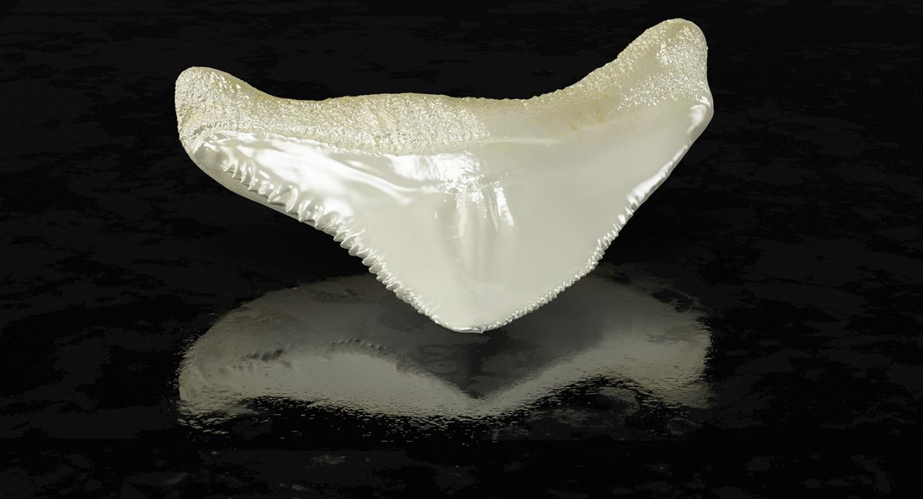 3D Fossil Shark Teeth model