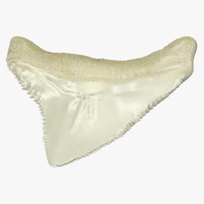 3D Fossil Shark Teeth model