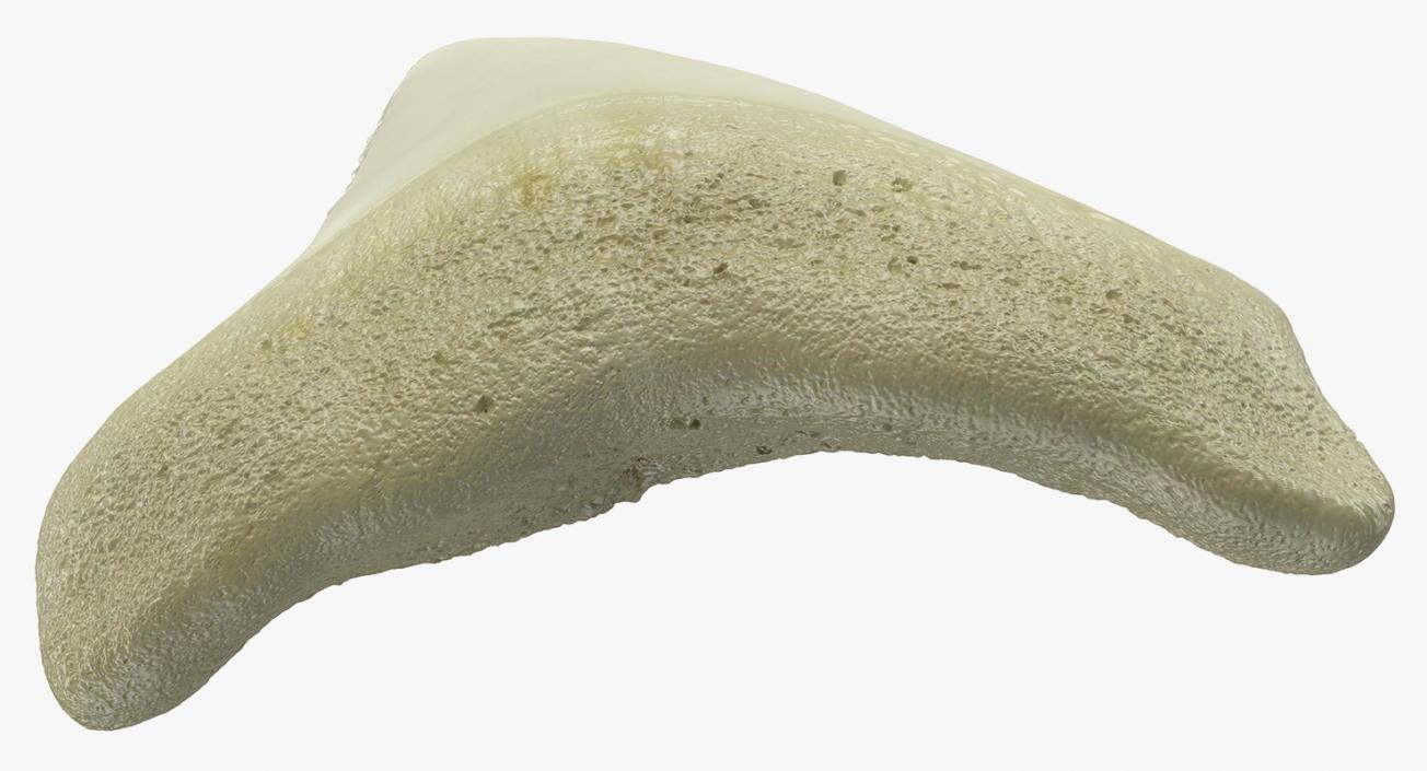 3D Fossil Shark Teeth model