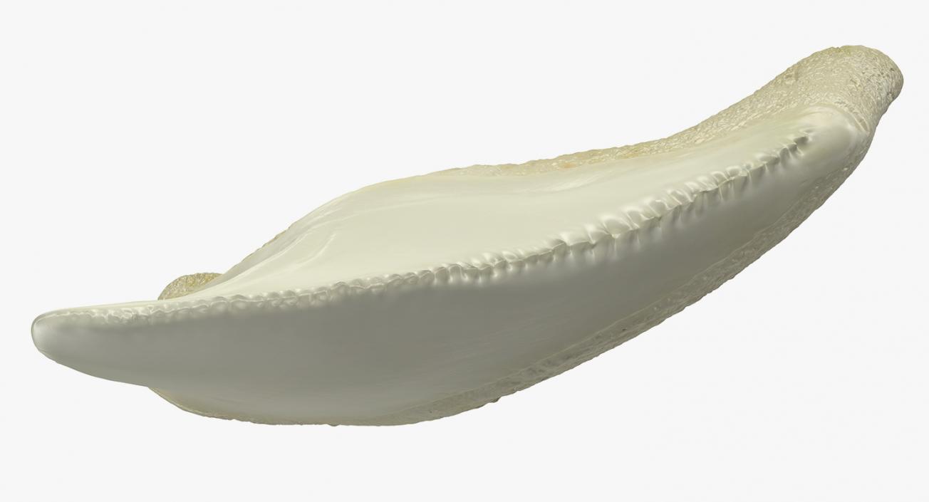 3D Fossil Shark Teeth model