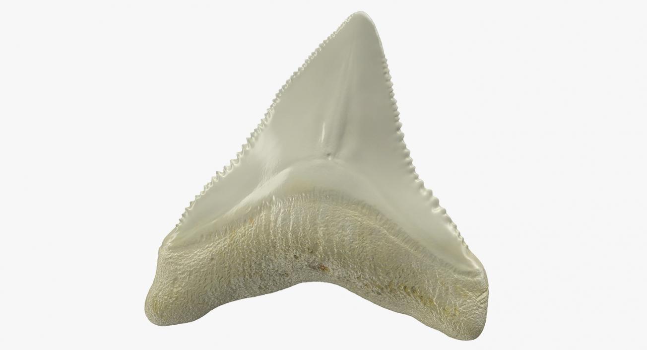 3D Fossil Shark Teeth model