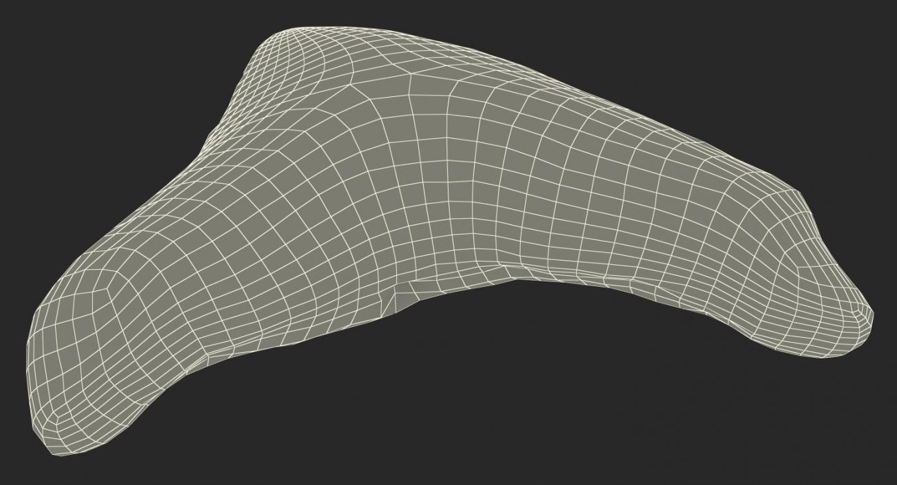 3D Fossil Shark Teeth model