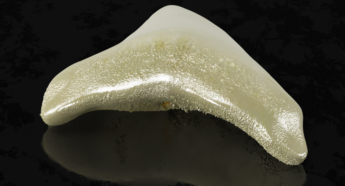 3D Fossil Shark Teeth model