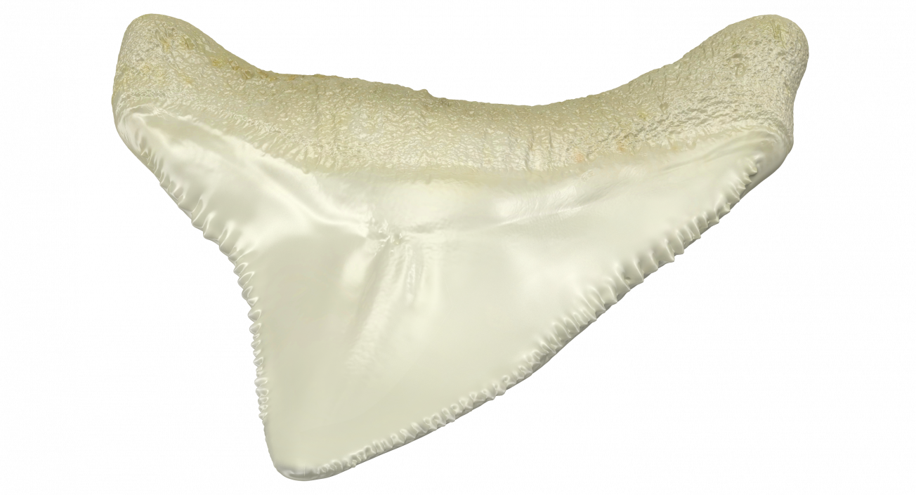 3D Fossil Shark Teeth model