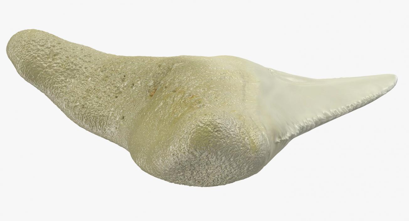 3D Fossil Shark Teeth model