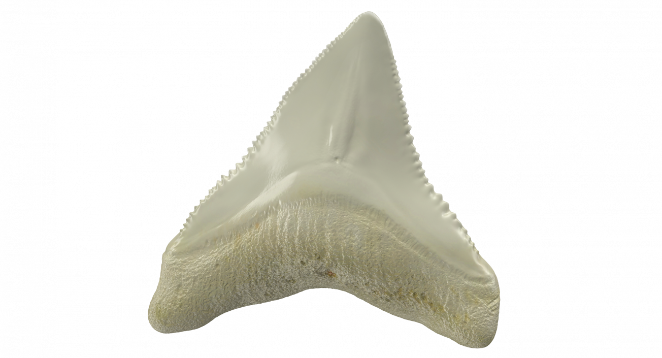 3D Fossil Shark Teeth model