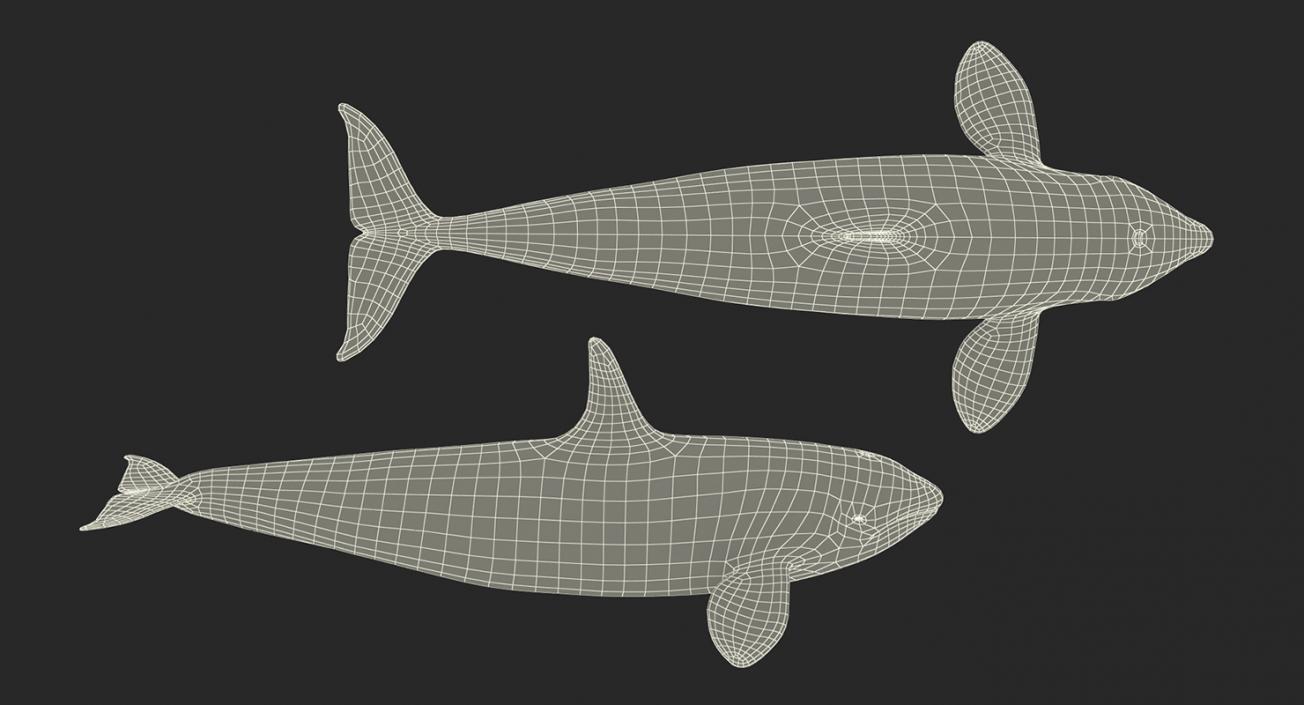 Killer Whale 3D