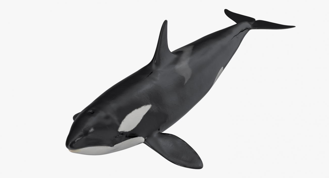 Killer Whale 3D