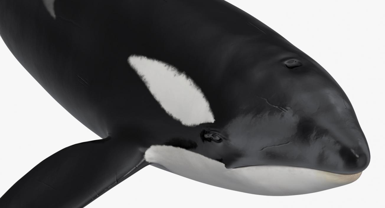 Killer Whale 3D