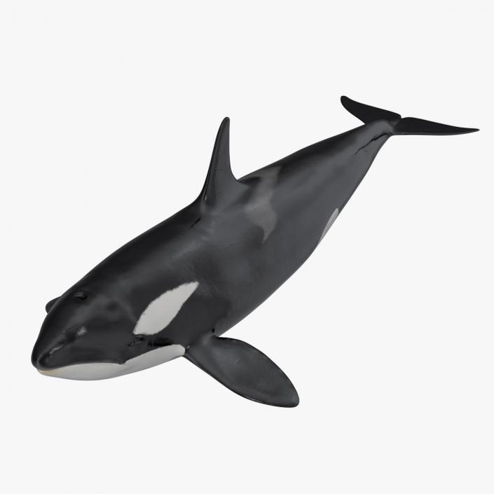 Killer Whale 3D