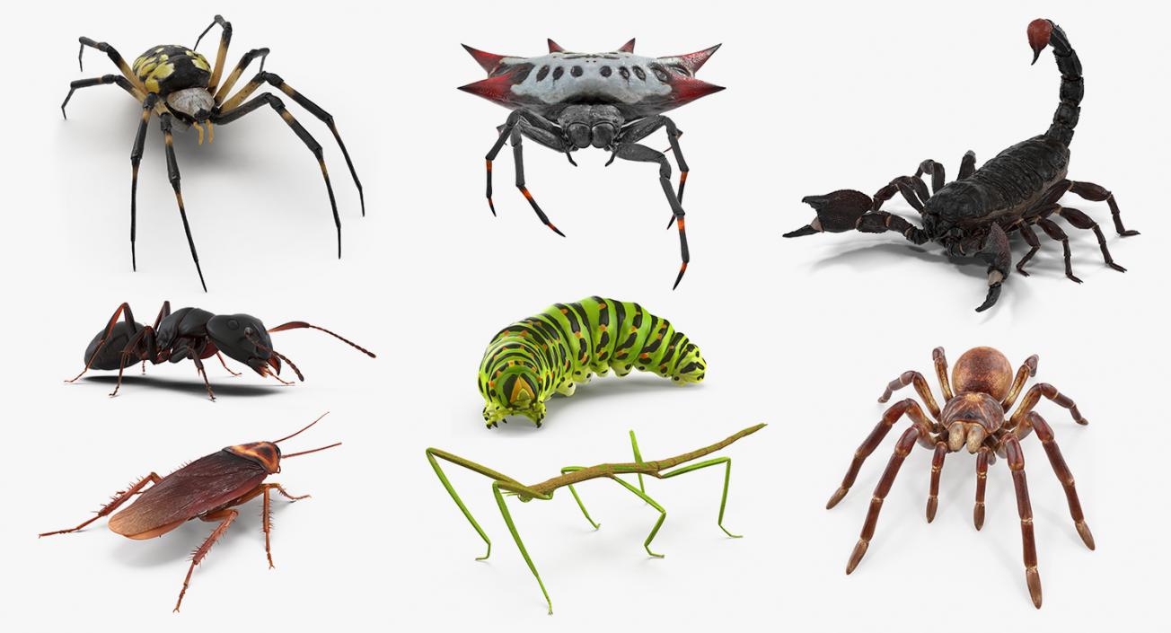 Creeping Insects Collection 2 3D model