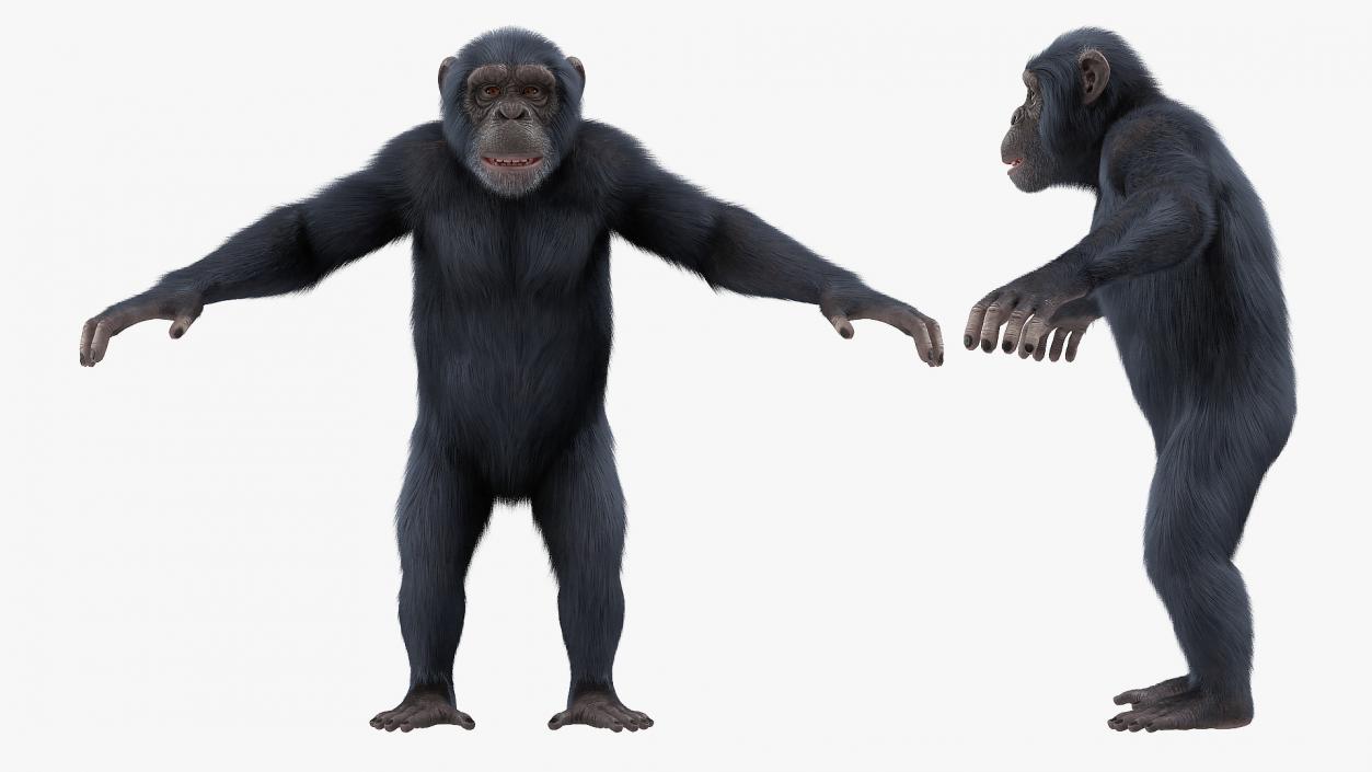 3D Dark Chimpanzee Rigged with Fur