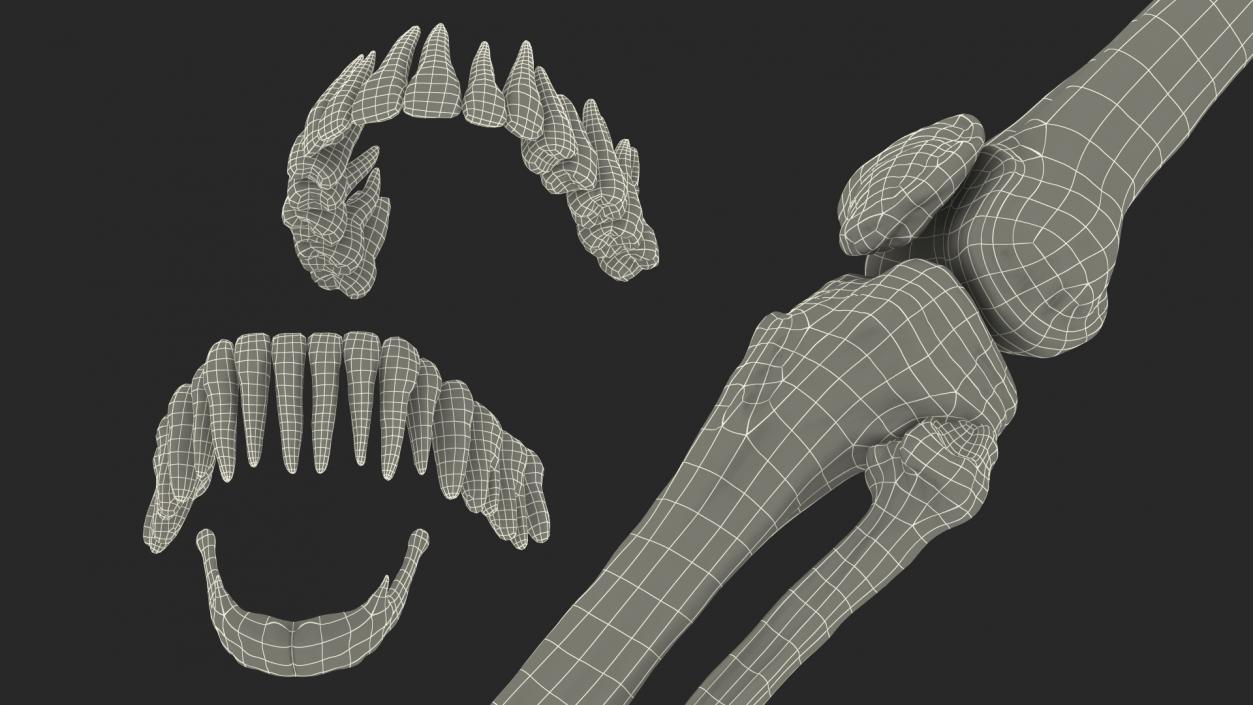 3D Male Skeleton Full Body model