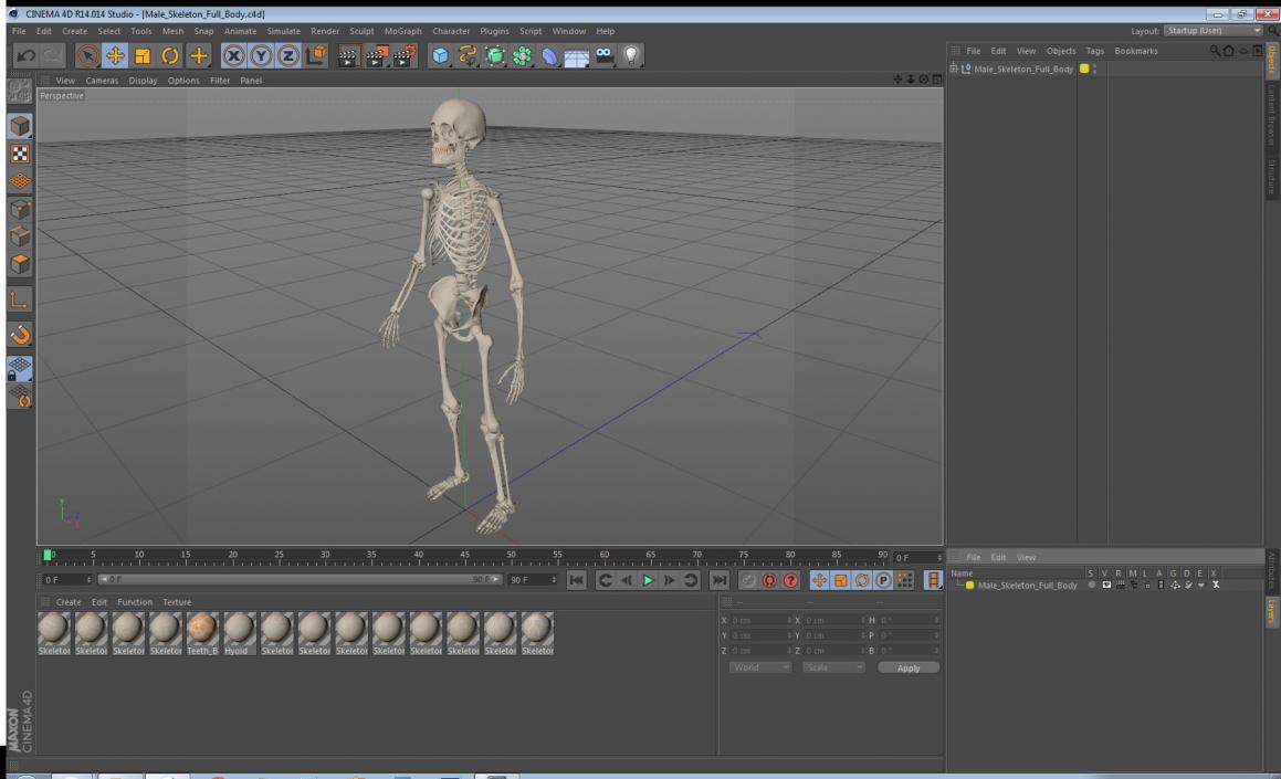 3D Male Skeleton Full Body model