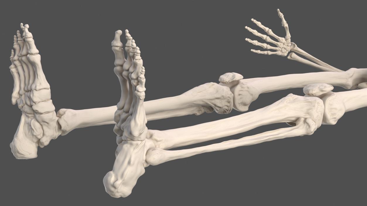 3D Male Skeleton Full Body model