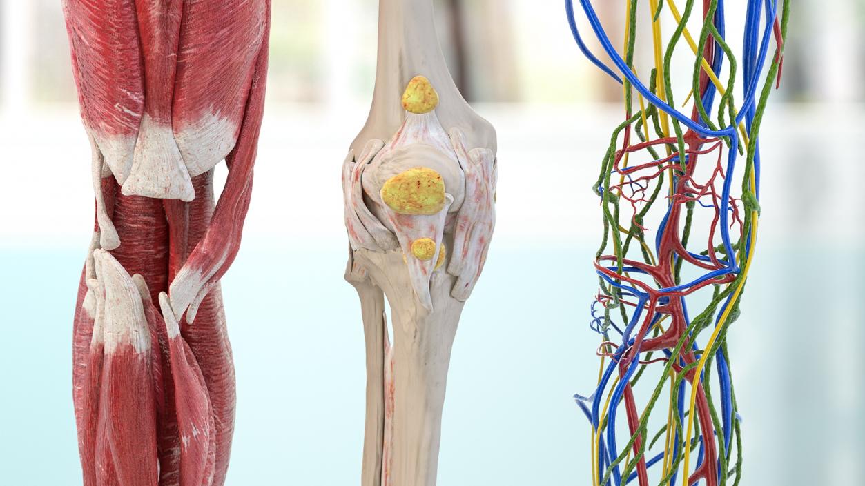 Knee Muscles and Bones 3D