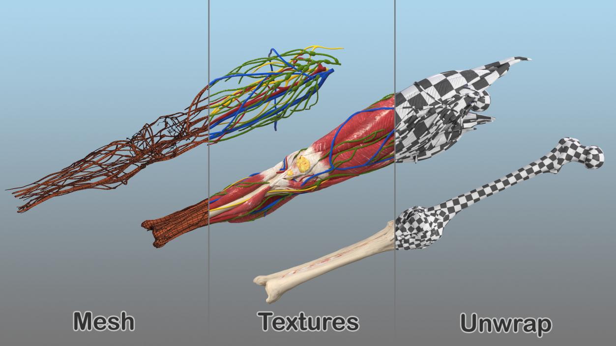 Knee Muscles and Bones 3D