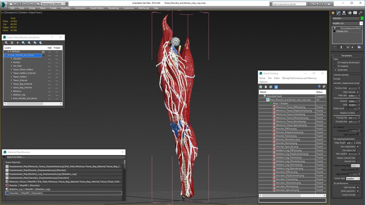 Knee Muscles and Bones 3D