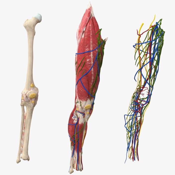 Knee Muscles and Bones 3D