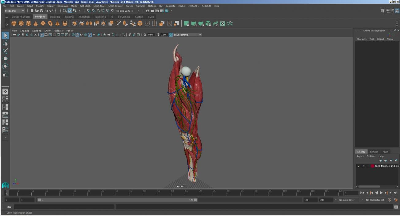 Knee Muscles and Bones 3D