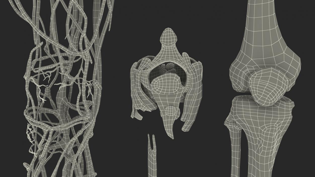 Knee Muscles and Bones 3D