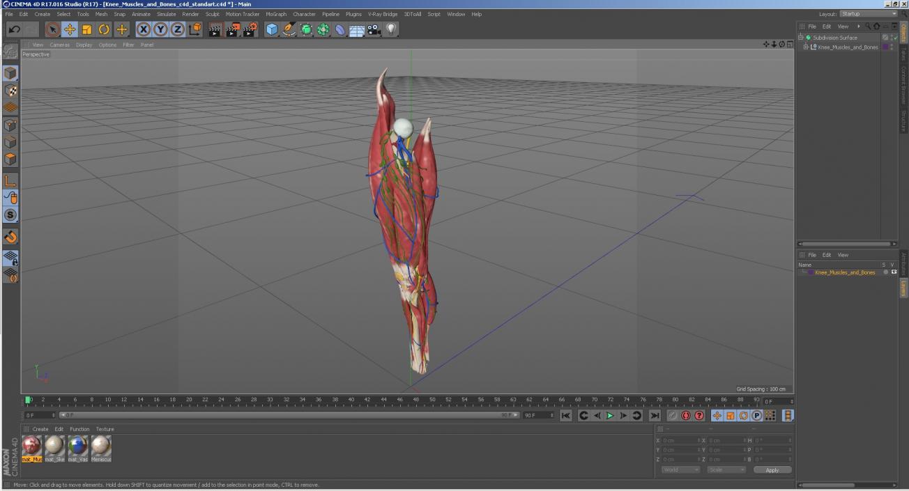 Knee Muscles and Bones 3D