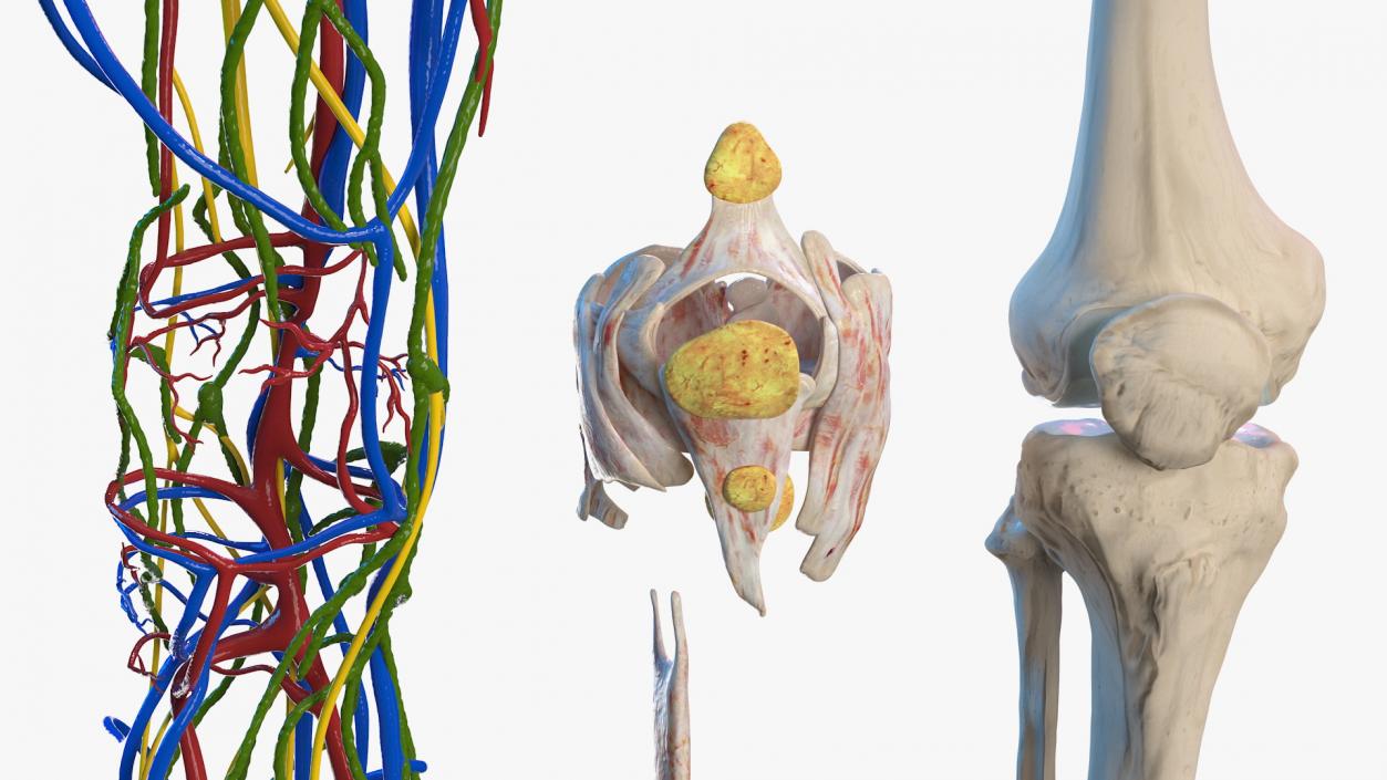 Knee Muscles and Bones 3D