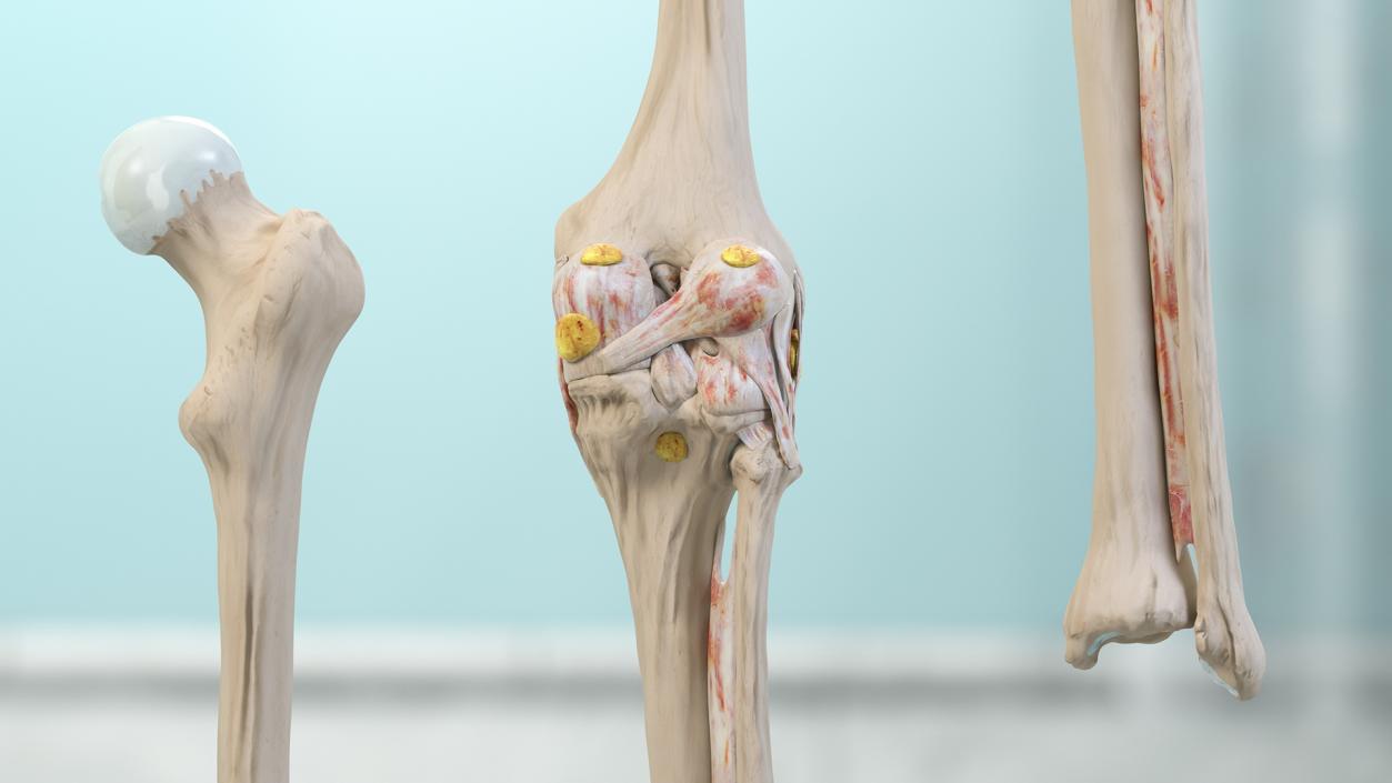 Knee Muscles and Bones 3D