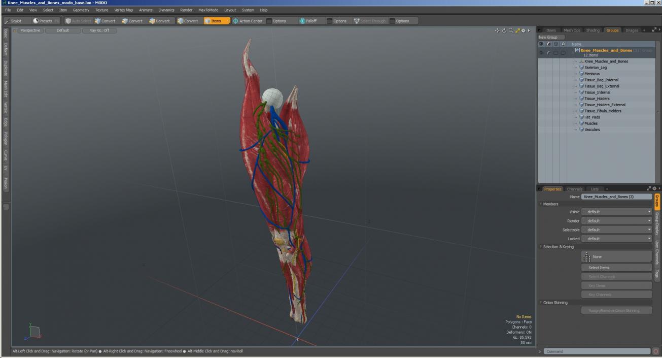 Knee Muscles and Bones 3D