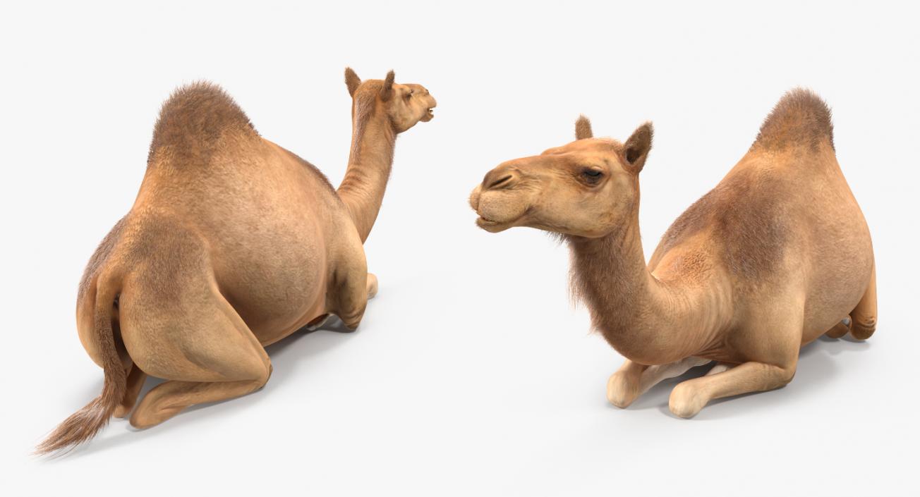 Camel Sitting Pose with Fur 3D