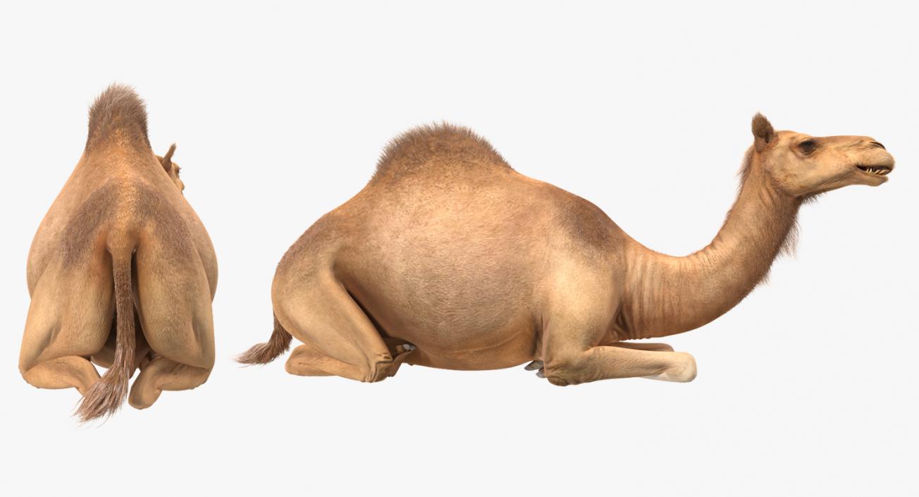 Camel Sitting Pose with Fur 3D