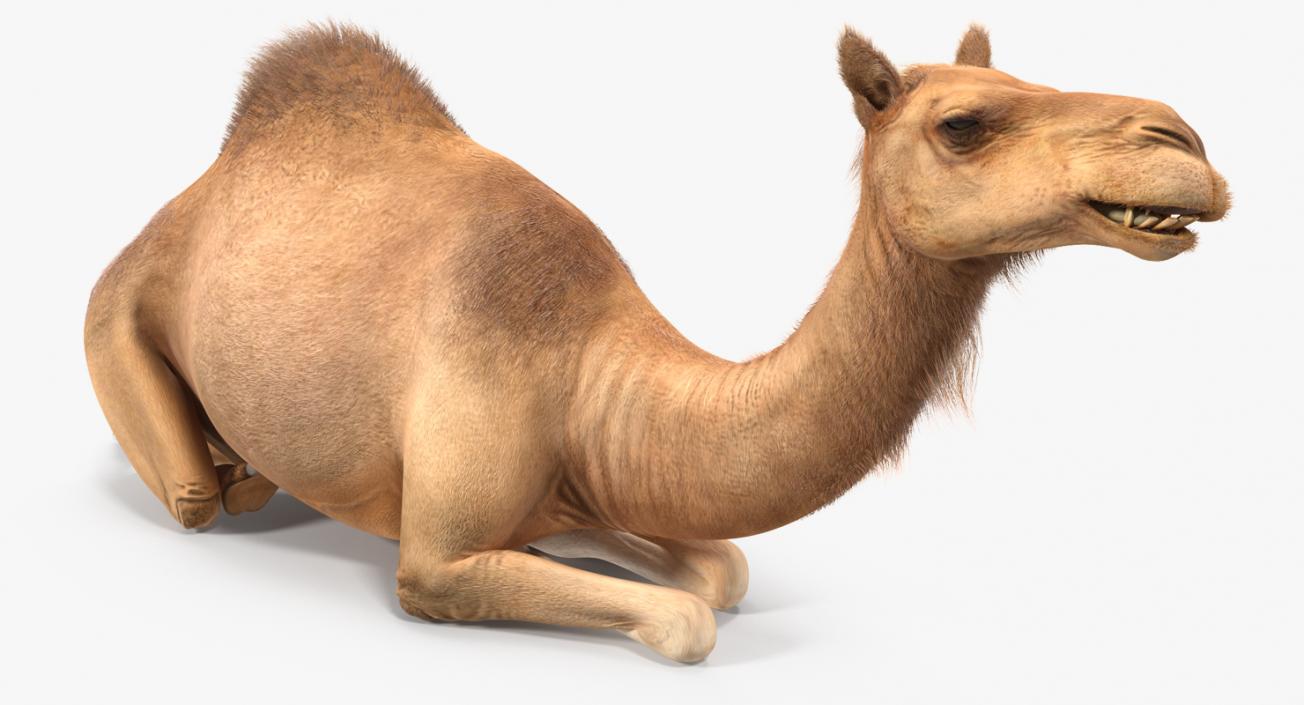 Camel Sitting Pose with Fur 3D