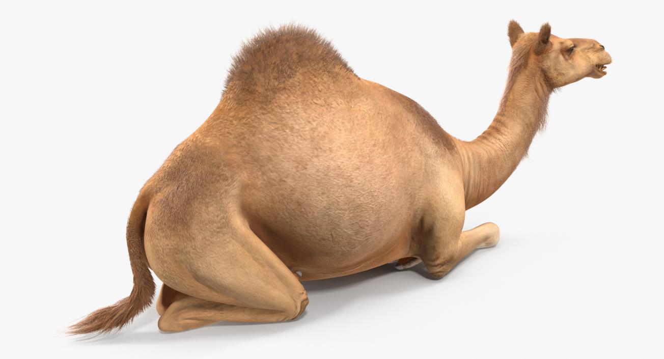 Camel Sitting Pose with Fur 3D