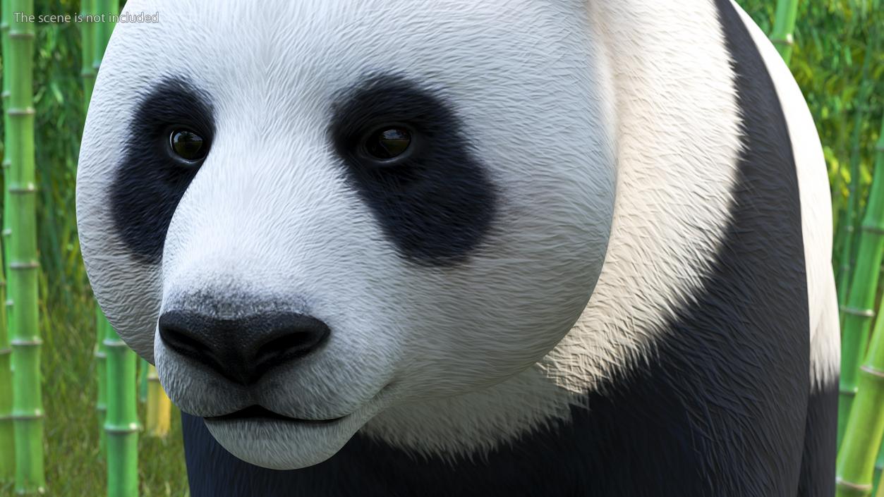 3D Giant Panda Rigged model