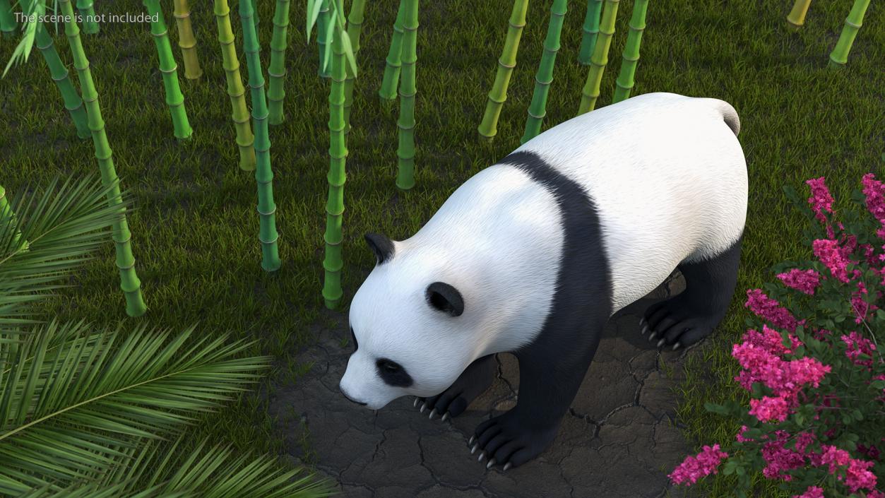 3D Giant Panda Rigged model