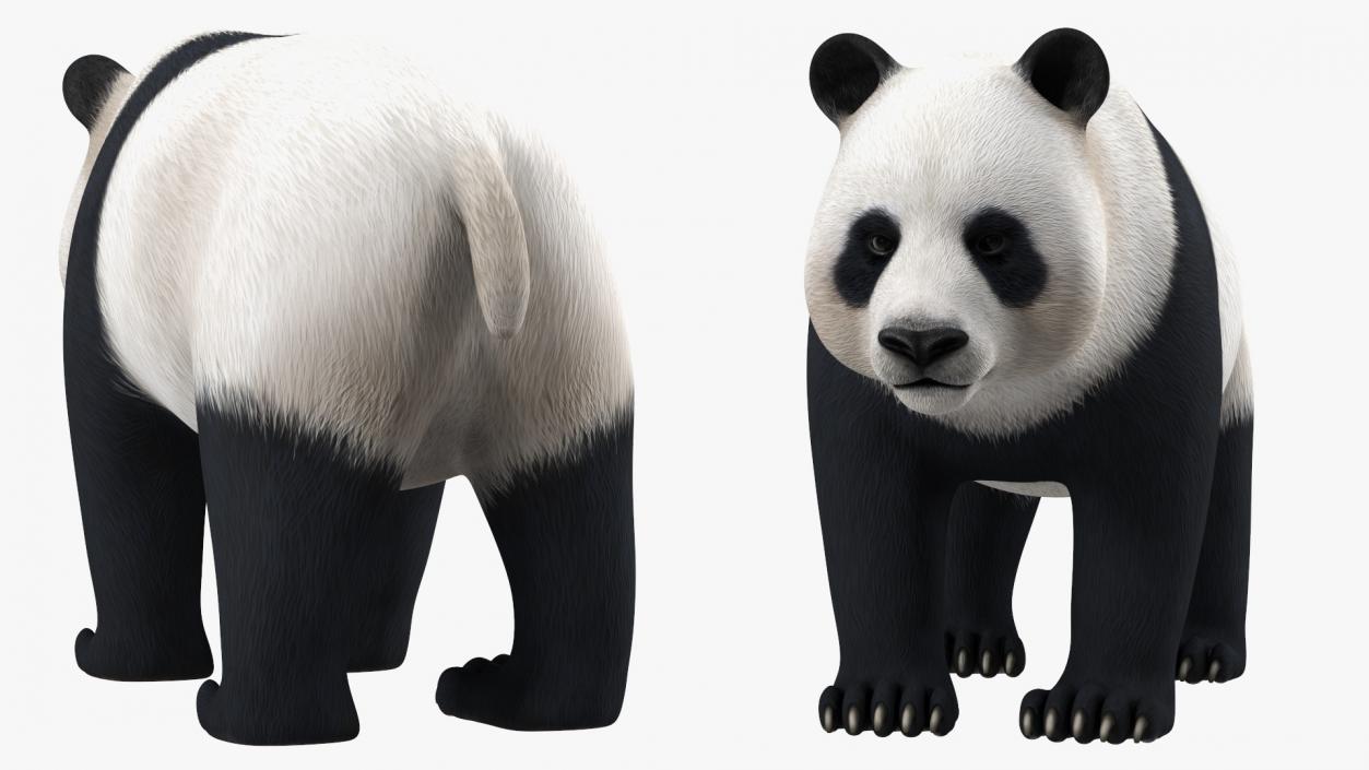 3D Giant Panda Rigged model