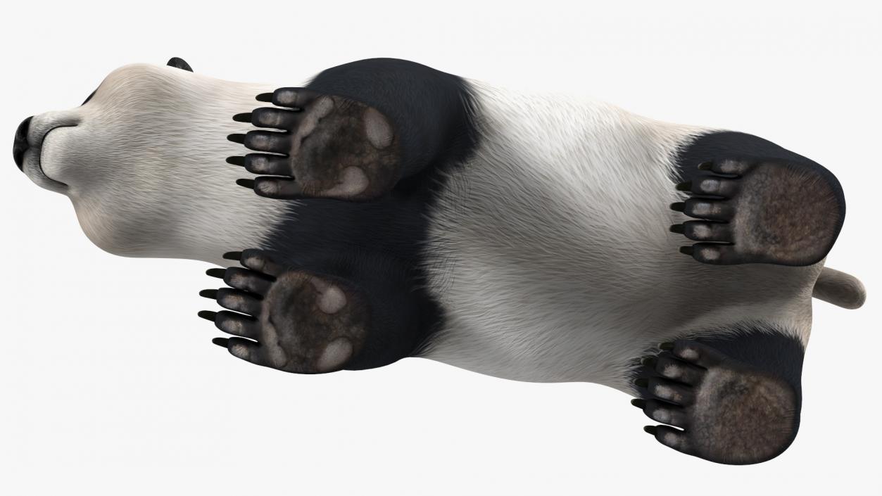 3D Giant Panda Rigged model