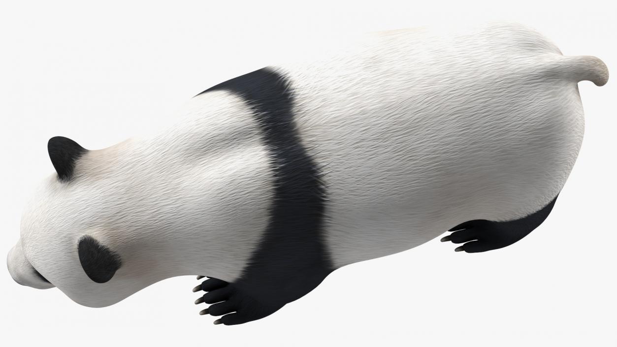 3D Giant Panda Rigged model