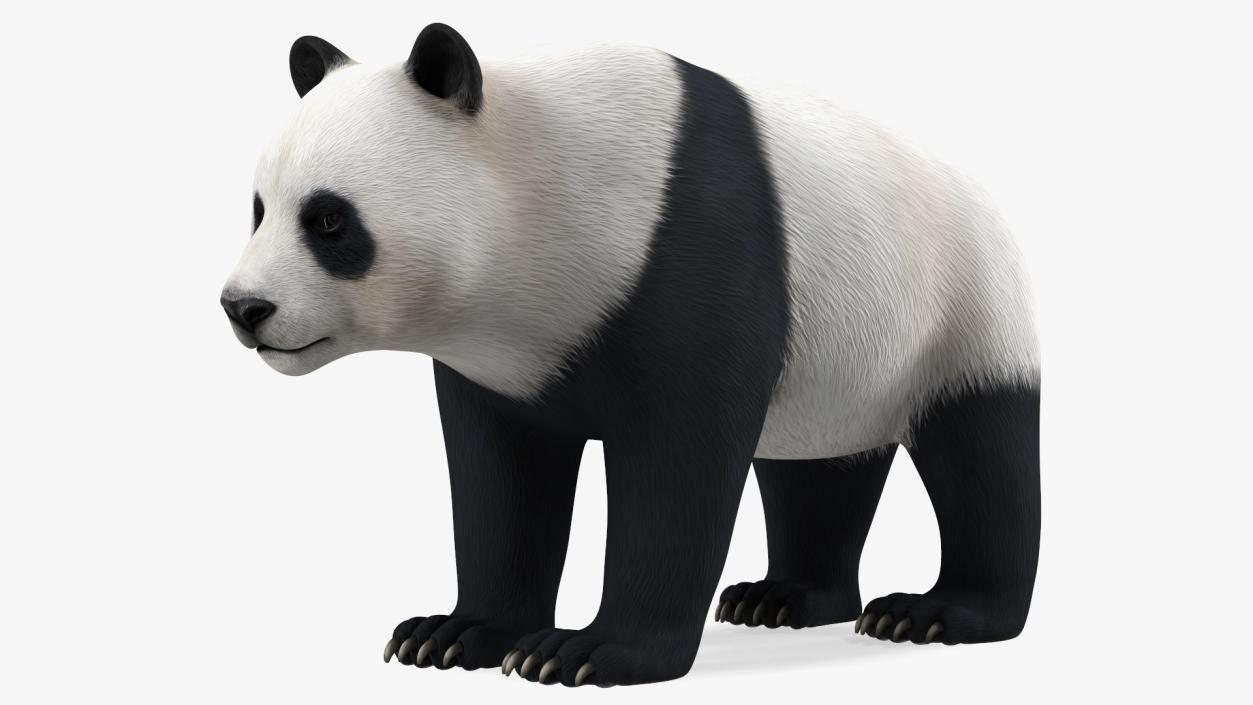 3D Giant Panda Rigged model