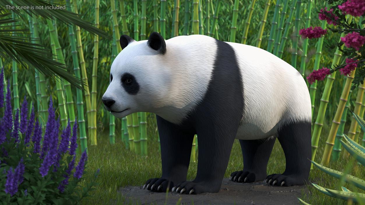 3D Giant Panda Rigged model