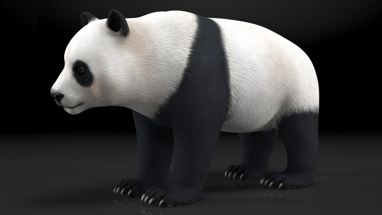 3D Giant Panda Rigged model