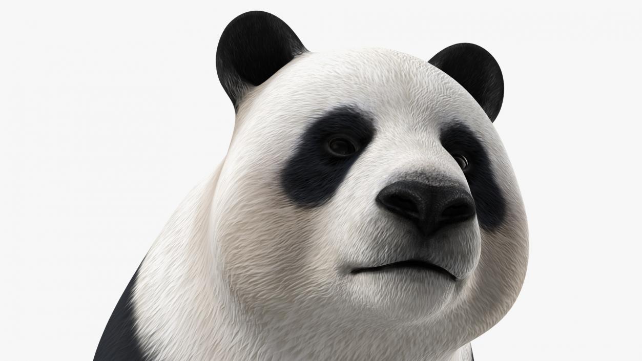 3D Giant Panda Rigged model