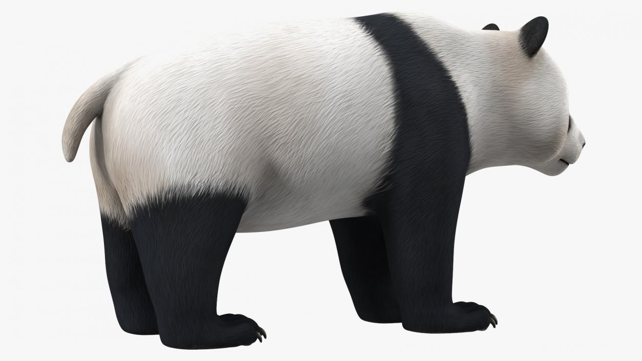 3D Giant Panda Rigged model