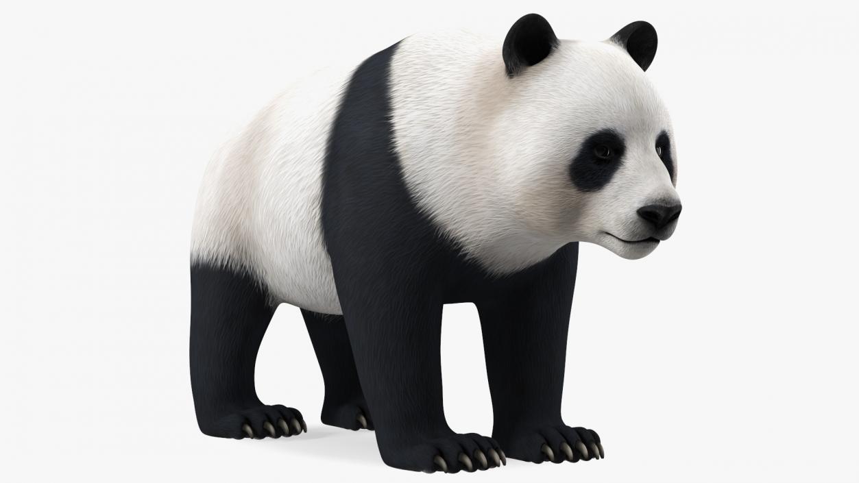 3D Giant Panda Rigged model