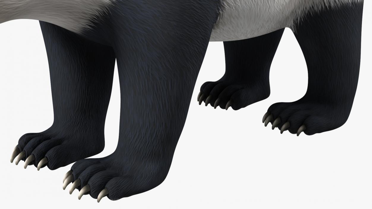 3D Giant Panda Rigged model