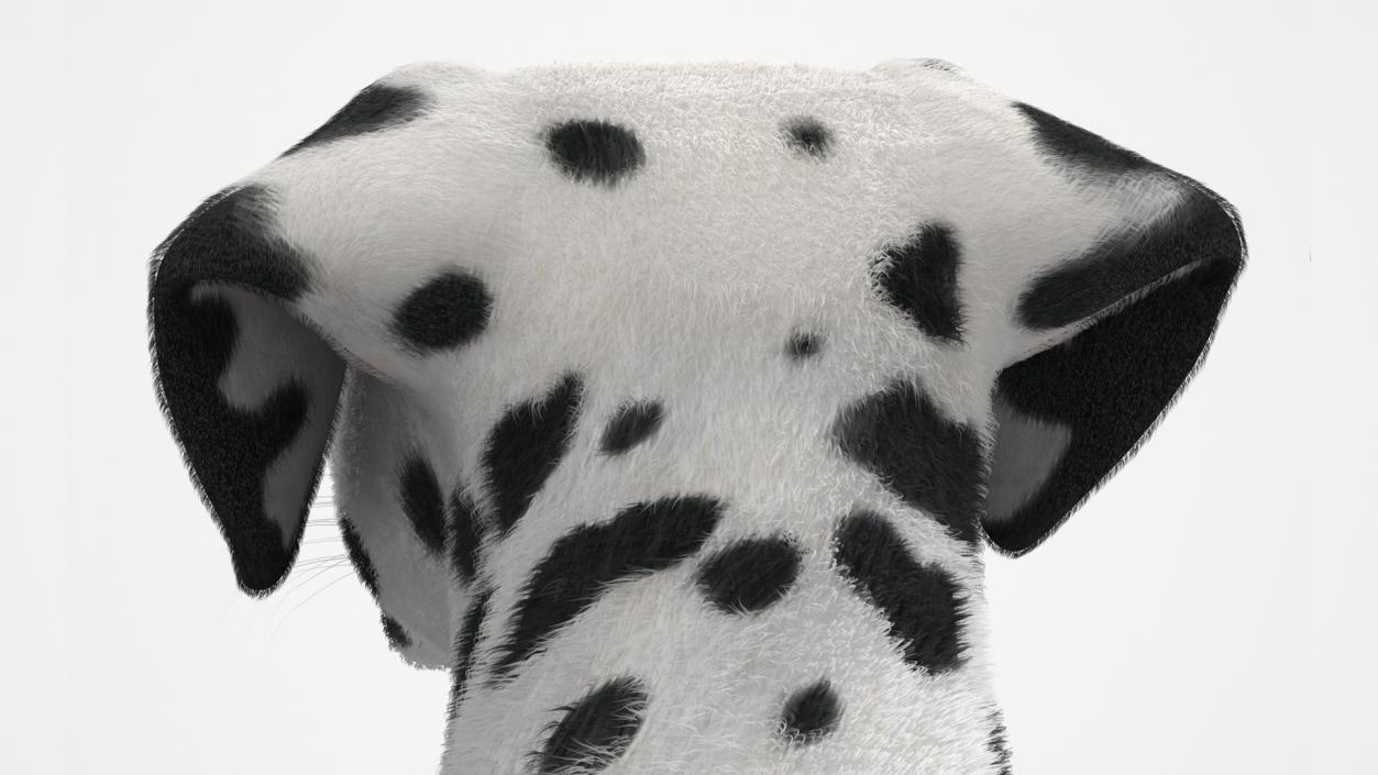 3D Spotted Sitting Dalmatian Dog Fur model