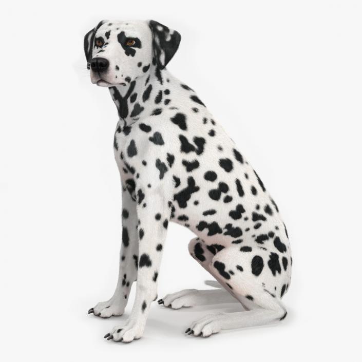 3D Spotted Sitting Dalmatian Dog Fur model