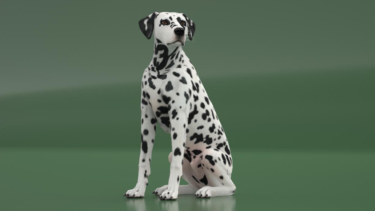 3D Spotted Sitting Dalmatian Dog Fur model