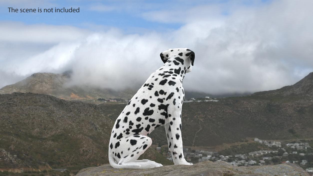 3D Spotted Sitting Dalmatian Dog Fur model