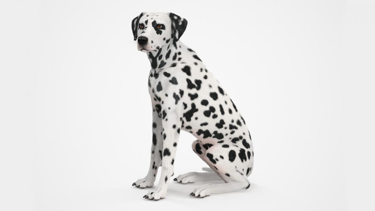 3D Spotted Sitting Dalmatian Dog Fur model